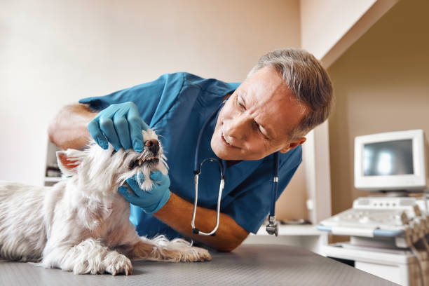 Best Emergency Dentist for Knocked-Out Tooth in San Marcos, TX